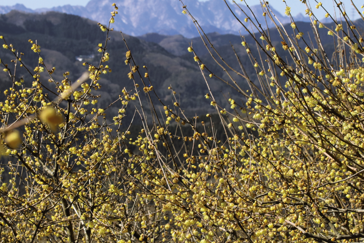 これから見ごろの花絶景 約3000本のロウバイが甘く香る埼玉 宝登山へ るるぶ More