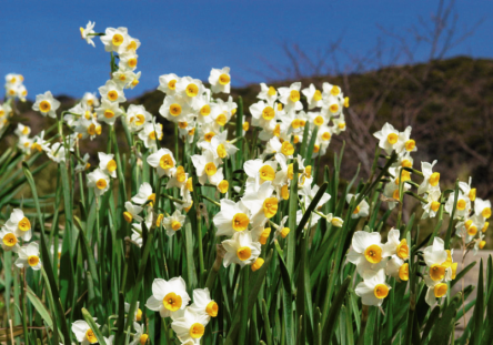見ごろは今月末まで！静岡・爪木崎に咲く約300万本のスイセンを巡る絶景旅