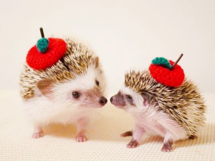 1年半ぶりに帰ってきた！ファン待望の史上最大級のハリネズミフェス「ハリジェニック展」