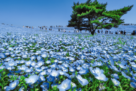 青い花の絶景！関東でネモフィラを楽しめるスポット7選