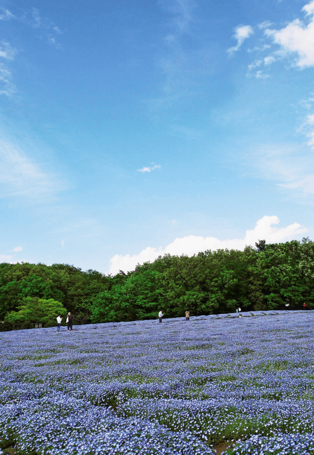 青い花の絶景 関東でネモフィラを楽しめるスポット7選 るるぶ More