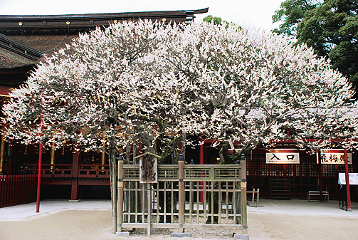 樹齢1000年を超えるとされる飛梅
