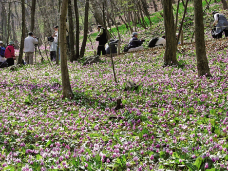 可憐な花のじゅうたんに感動！約150万株のカタクリが咲く栃木・三毳山