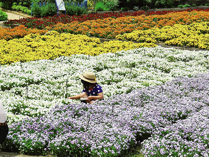 可憐な花のじゅうたんに感動 約150万株のカタクリが咲く栃木 三毳山 るるぶ More