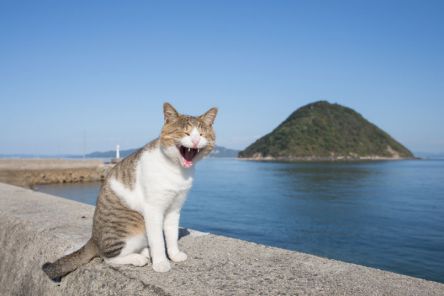 猫写真家沖昌之さんが撮った！香川の離島「佐柳島」で気ままなにゃんこたちをキャッチ！