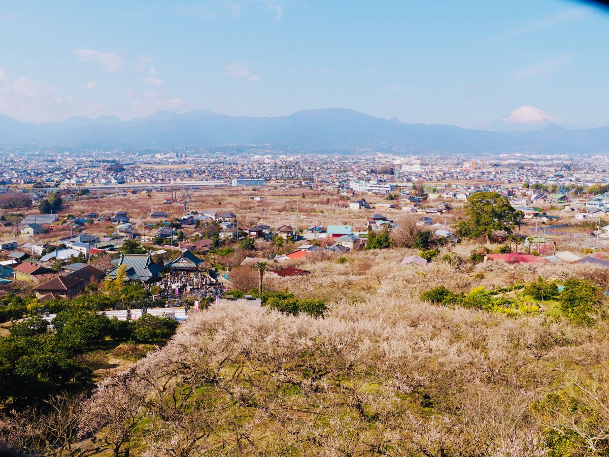 今まさに見ごろ 梅の花と富士山の絶景に感動間違いなし るるぶ More