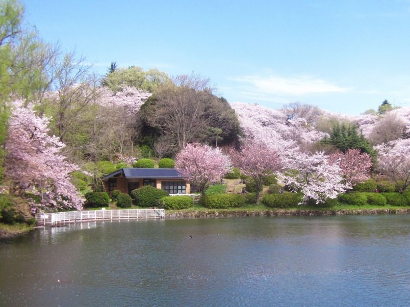 2月～4月中旬までさまざまな桜が楽しめる！「日本さくら名所100選」でお花見散歩