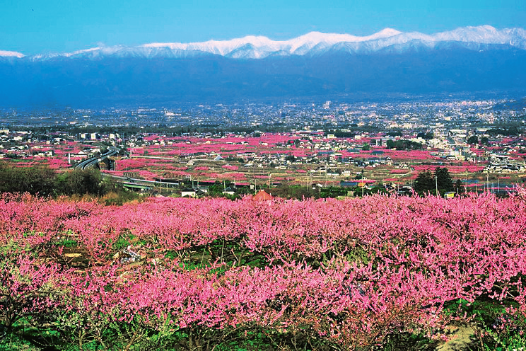 桃の生産量日本一 30万本の桃が花開く山梨県笛吹市で行きたい桃スポット4選 るるぶ More