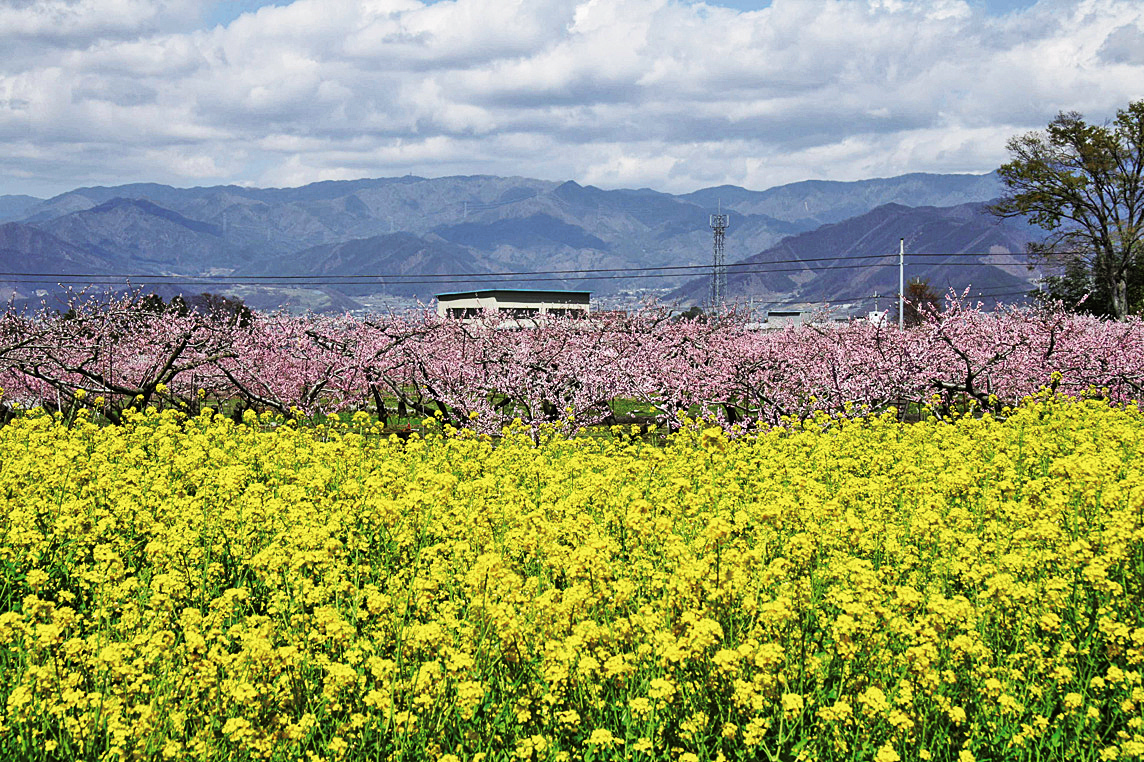 桃の生産量日本一 30万本の桃が花開く山梨県笛吹市で行きたい桃スポット4選 るるぶ More