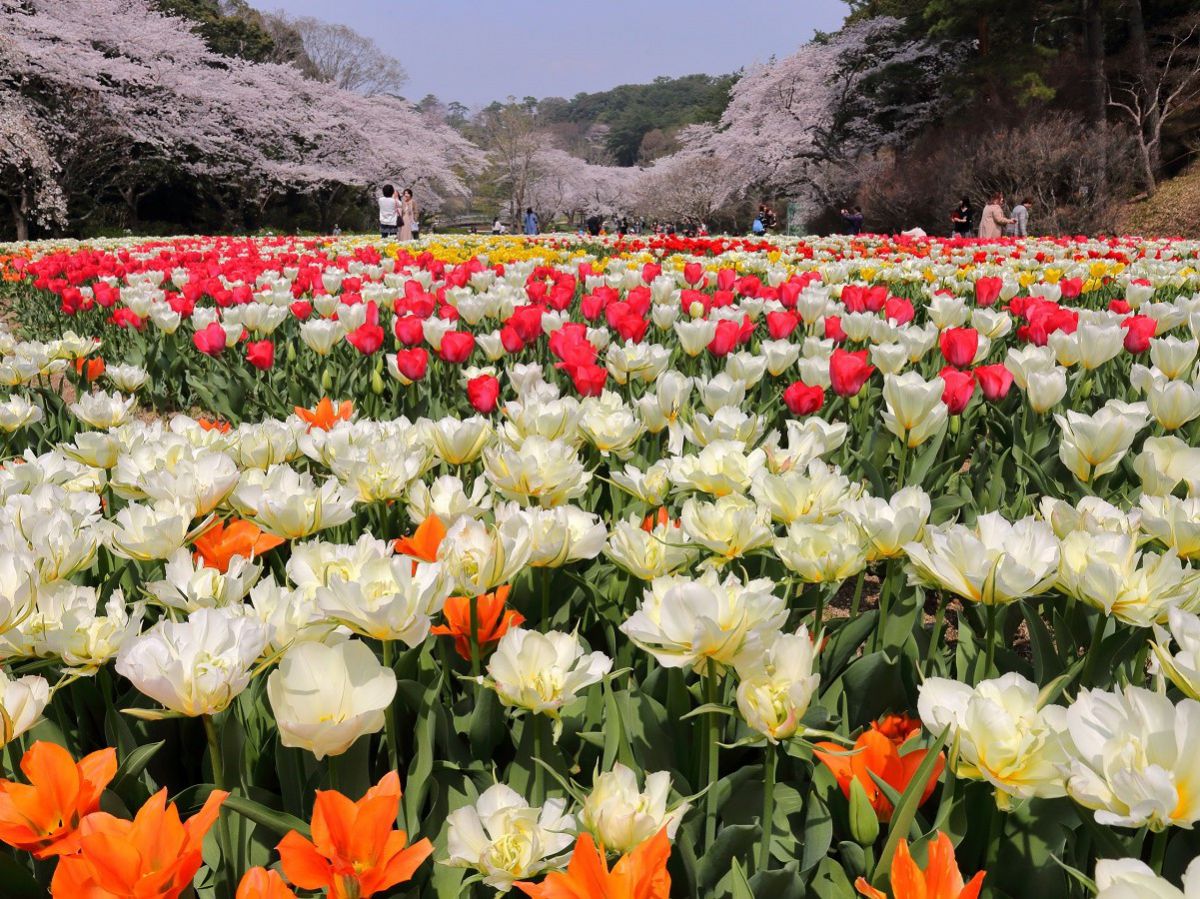 浜名湖からはじまる感動四季めぐり 花 庭園スポット7選 るるぶ More