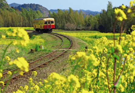 春は菜の花列車「いすみ鉄道」と「小湊鉄道」でGO！予約制ヘルシーランチの旅へ