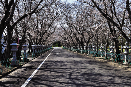 これからは桜トンネルも！鹿児島・知覧平和公園で平和の尊さを感じる