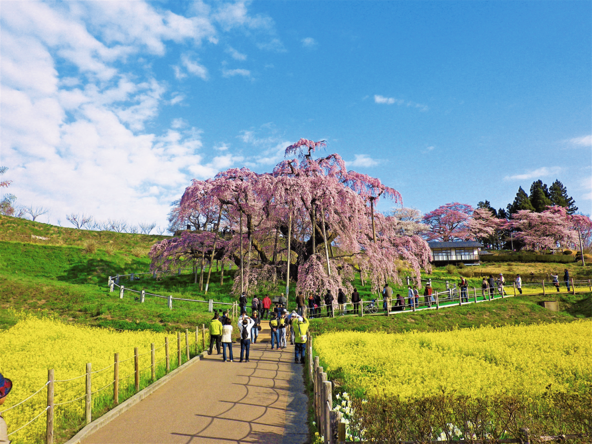 一生に一度は見たい 樹齢1000年以上のベニシダレザクラ 三春滝桜 るるぶ More