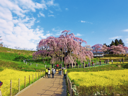 一生に一度は見たい！　樹齢1000年以上のベニシダレザクラ「三春滝桜」