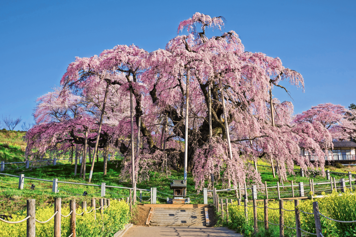一生に一度は見たい 樹齢1000年以上のベニシダレザクラ 三春滝桜 るるぶ More