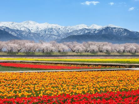 富山県のお花見・桜の名所（2020）夜桜・ライトアップや桜祭りも