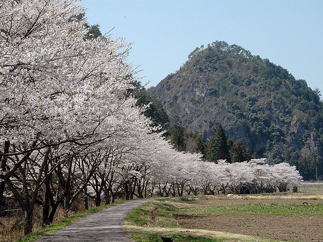 岐阜県のお花見 桜の名所 21 夜桜 ライトアップや桜祭りも るるぶ More