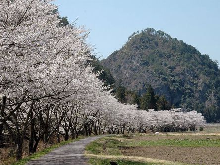 岐阜県のお花見・桜の名所（2021）夜桜・ライトアップや桜祭りも