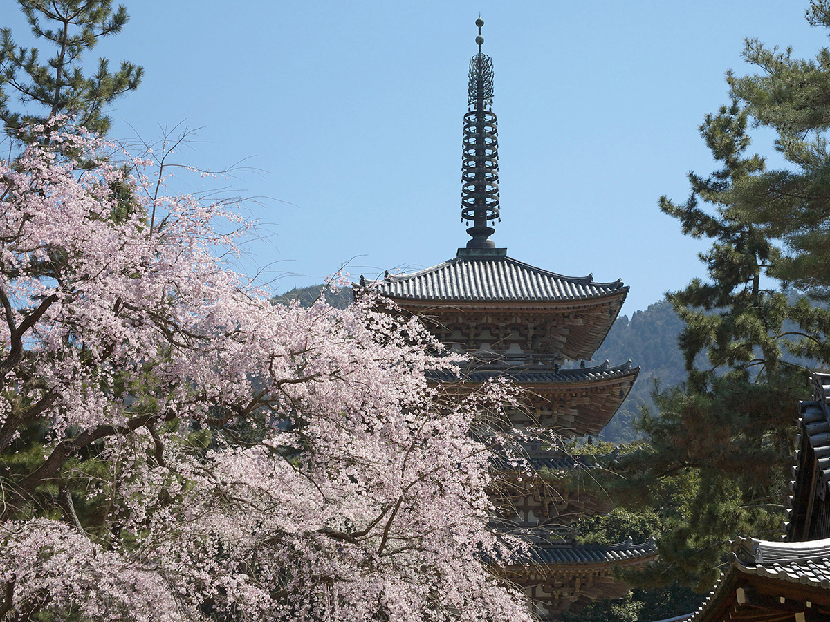 春の京都案内 るるぶ More