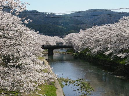 山口県のお花見・桜の名所（2021）夜桜・ライトアップや桜祭りも