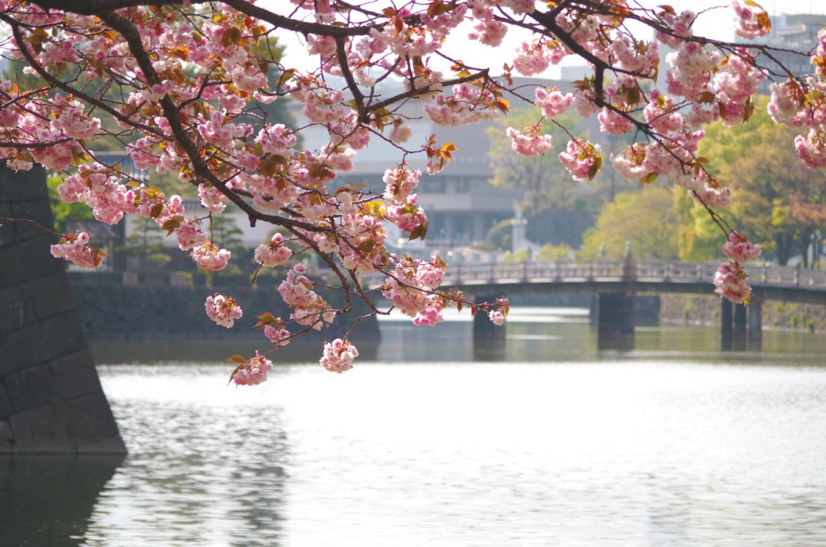 室内なら寒くない 花粉症にも優しい 桜をのぞむお店でポカポカお花見を楽しむ るるぶ More