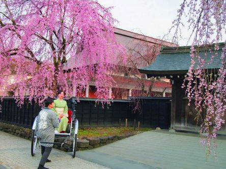 桜の季節に人力車で楽しみたい！ 秋田・角館　外町の商家めぐり