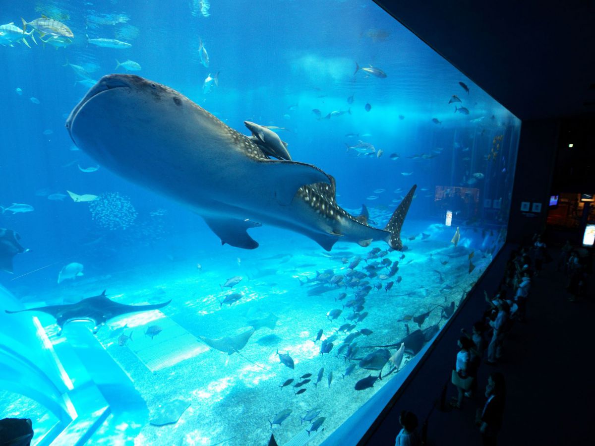 憧れの大人気水族館がもっとよくわかる 沖縄美ら海水族館 徹底ナビ るるぶ More