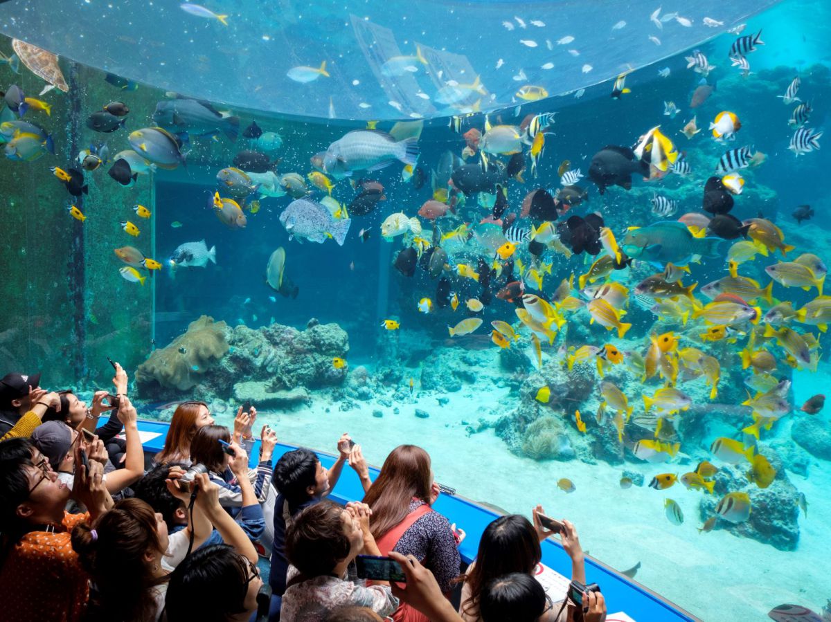 憧れの大人気水族館がもっとよくわかる 沖縄美ら海水族館 徹底ナビ るるぶ More