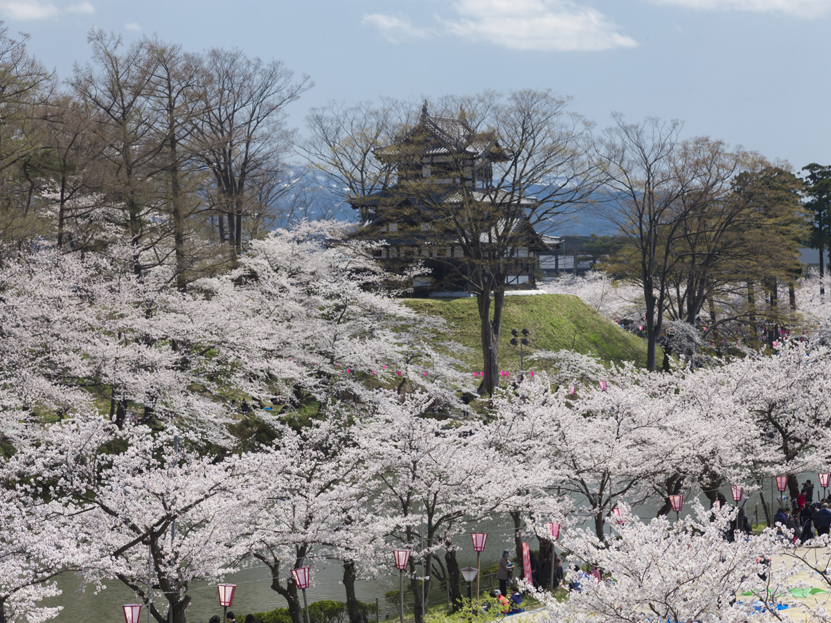 新潟県のお花見 桜の名所 夜桜 ライトアップや桜祭りも るるぶ More