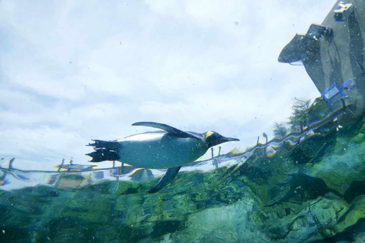 ホッキョクグマやペンギンを間近で 人気の 旭山動物園 に行こう るるぶ More