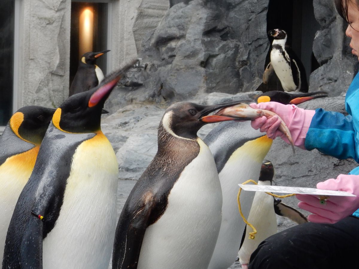 ホッキョクグマやペンギンを間近で 人気の 旭山動物園 に行こう るるぶ More