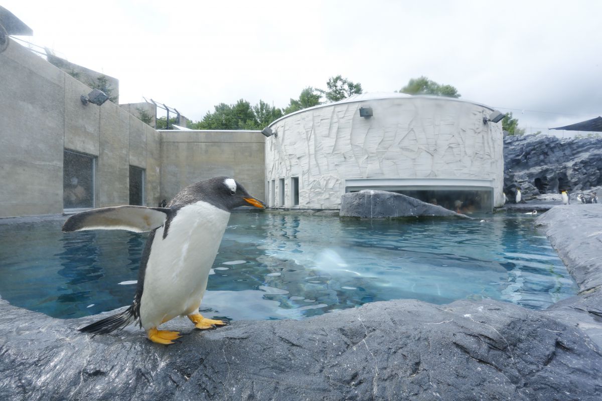 ホッキョクグマやペンギンを間近で 人気の 旭山動物園 に行こう るるぶ More