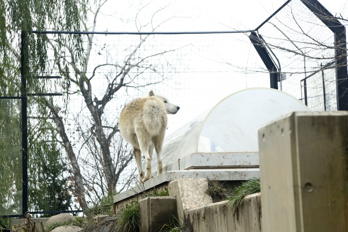 オオカミの方も、カマボコ型ののぞきカプセルに興味津々!