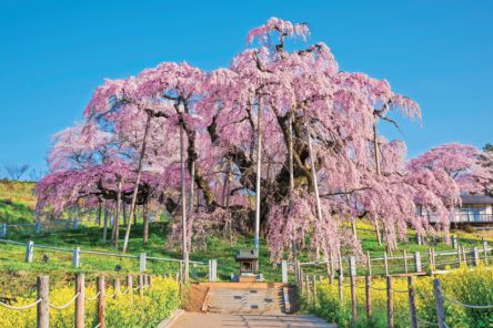春に華やぐ東北有数の桜の名所　感動！ 福島・三春滝桜＆シダレザクラ