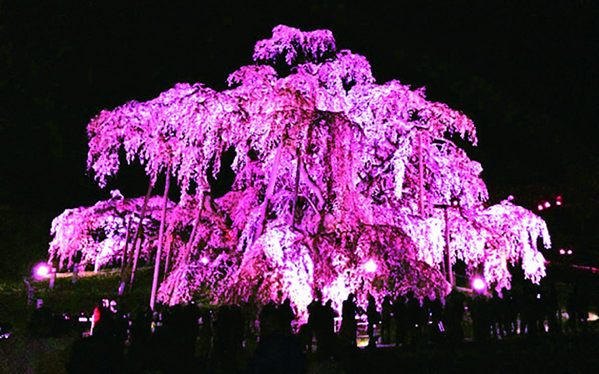 春に華やぐ東北有数の桜の名所 感動 福島 三春滝桜 シダレザクラ るるぶ More