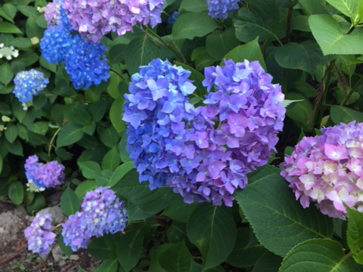 ベストコレクション 紫陽花 ハート ハート 紫陽花 待ち受け 効果