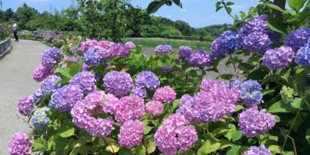 大阪の体験型農業公園に咲き誇る500株のアジサイと風鈴で日本の夏の風物詩を堪能
