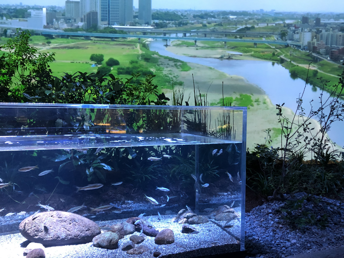 カワスイ 川崎水族館 がニューオープン 世界の水辺を旅するように楽しむ るるぶ More