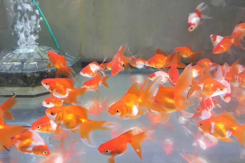 夏にぴったりインスタ映え抜群 涼しげな 金魚 に出会える都内のお店4選 るるぶ More 夏にぴったりインスタ映え抜群 涼しげな 金魚 に出会える都内のお店4選 るるぶ More