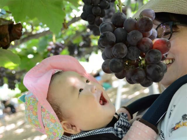 兵庫県でおすすめのぶどう狩り 年の時期や食べ放題 品種は るるぶ More