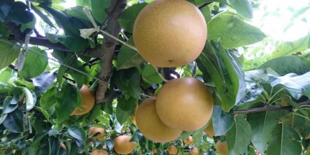 広島県でおすすめの梨狩り（2021）時期や食べ放題、品種は？