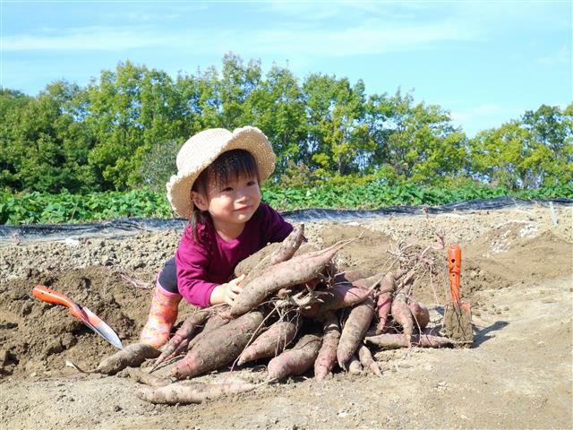 兵庫県でおすすめのさつまいも掘りスポット 時期 8月 11月 るるぶ More