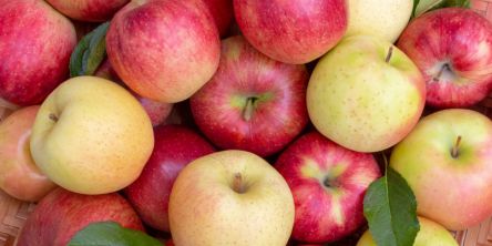 福島県でおすすめのりんご狩り（2021）時期や食べ放題、品種は？