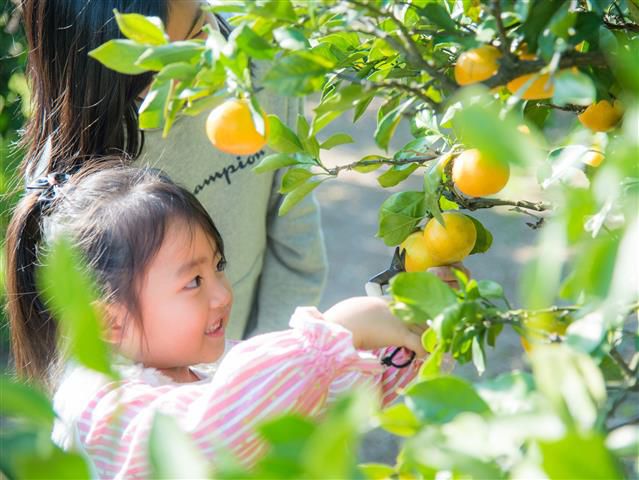 静岡県でおすすめのみかん狩り 時期や食べ放題 品種は るるぶ More