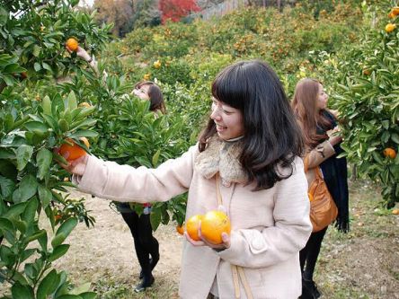 愛知県でおすすめのみかん狩り（2020）時期や食べ放題、品種は？