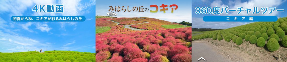 ひたち海浜公園 の秋の絶景 今年のおすすめは奇跡の グラデーションコキア るるぶ More