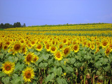 夏の絶景 全国にある ひまわり畑 のおすすめ名所9選と見ごろの時期を紹介 後編 るるぶ More