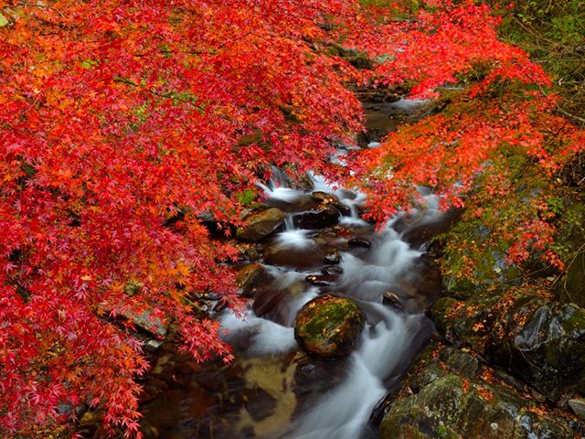 茨城県でおすすめの紅葉名所 見頃やライトアップなどの22年情報