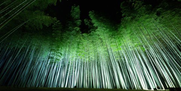 この冬行きたいイルミネーション！竹のライトアップが幻想的な『Bamboo Winter Lights 2020』