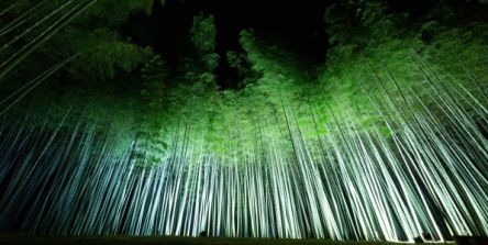 この冬行きたいイルミネーション！竹のライトアップが幻想的な『Bamboo Winter Lights 2020』